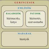 Ábra: Gerincesek: emlősök, madarak