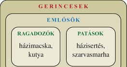 Ábra: Gerincesek: emlősök, madarak