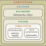 Ábra: Gerincesek: emlősök