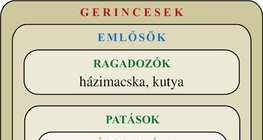 Ábra: Gerincesek: emlősök