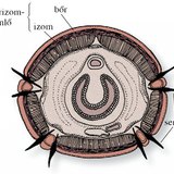 A földigiliszta keresztmetszete