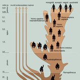 Az emberfélék nemzetségének evolúciója