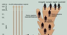 Az emberfélék nemzetségének evolúciója