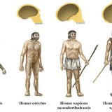 A Homo nemzetség fajai