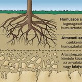 A talaj rétegei