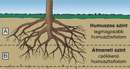 A talaj rétegei