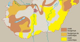 Burgonya- és cukorrépa-termesztés Magyarországon