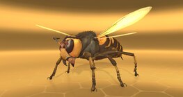 Asian giant hornet