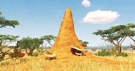 Termite mound